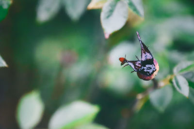 Close-up of insect on plant