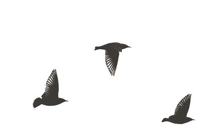 Bird flying against clear sky
