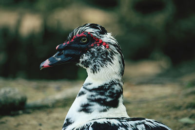 Close-up of a bird looking away