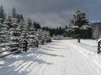 Pine trees on snow covered land against sky