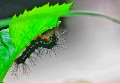 Close-up of insect on leaf