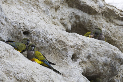 Low angle view of birds perching on rocks