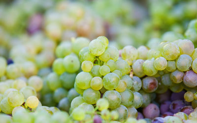 Close-up of grapes