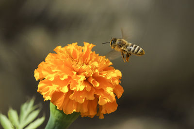 Close-up of honey bee hovering on marigold