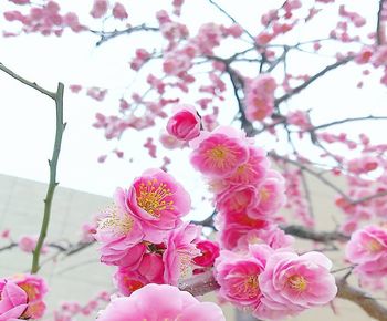 Close-up of pink cherry blossom