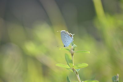 Close-up of butterfly on leaf