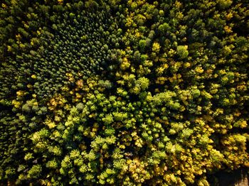 Full frame shot of flowering plants