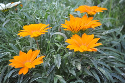 Close-up of yellow flowers growing in field