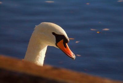 Swan swimming in lake