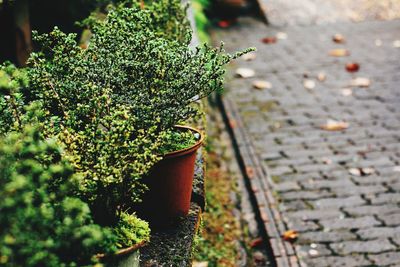 Close-up of small potted plant