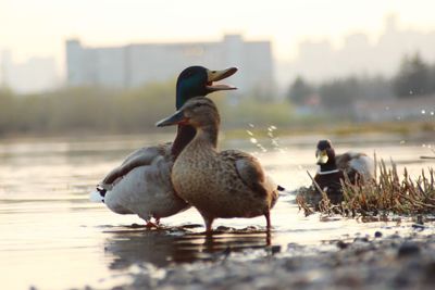 Close-up of duck in lake against sky