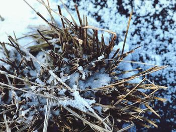 Close-up of frozen plant