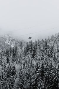 Overhead cable car over snow covered trees