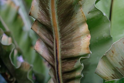 Full frame shot of fresh green leaves