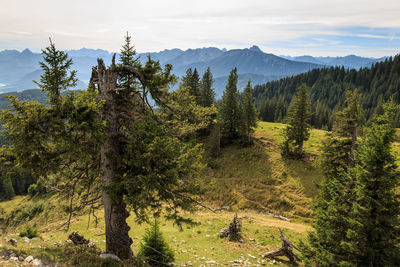 Scenic view of forest against sky