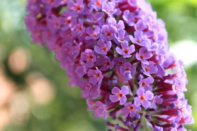 Close-up of purple flowering plants