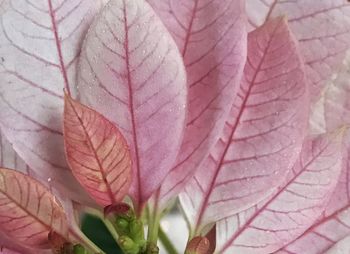 Close-up of pink leaf
