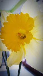 Close-up of yellow flower