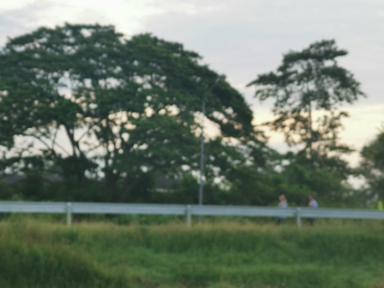 VIEW OF FIELD WITH TREES IN BACKGROUND