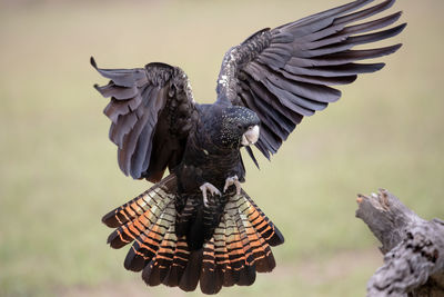 Close-up of birds flying