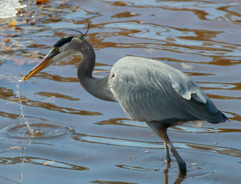 Close-up of heron on lake