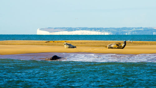 Scenic view of seals on beach