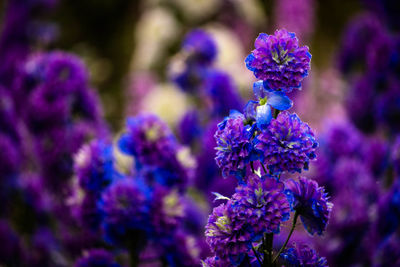 Close-up of purple flowers blooming outdoors