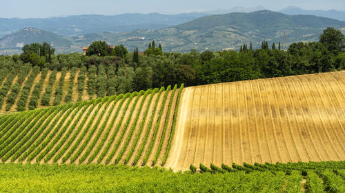 Scenic view of vineyard against mountains