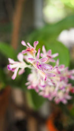 Close-up of pink flowers