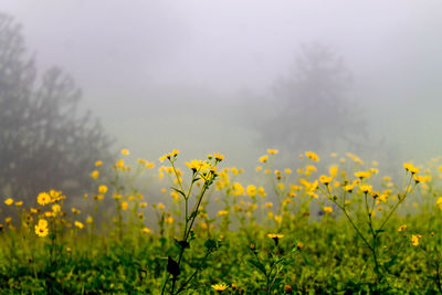 Close-up of yellow flowers in field