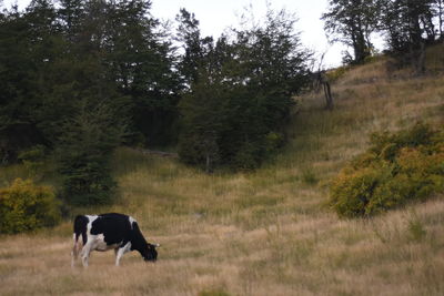 Cows on field against sky