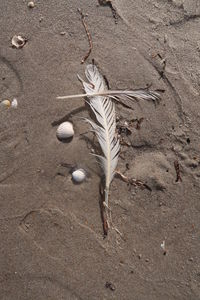 High angle view of bird on sand