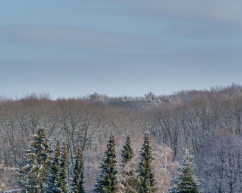 Plants growing on land against sky