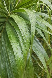 Full frame shot of leaf