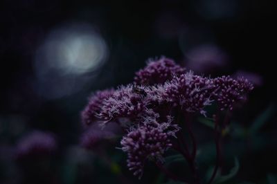 Close-up of purple flowering plant