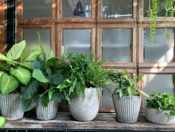 Potted plants on window sill