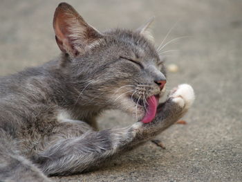 Close-up of cat licking paw