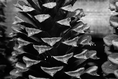 Full frame shot of wet plants