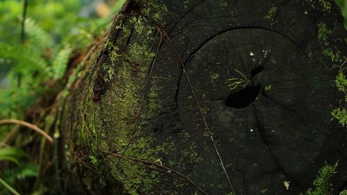 Close-up of lizard on tree trunk