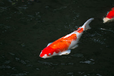 High angle view of fish swimming in lake