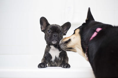 Close-up of puppy