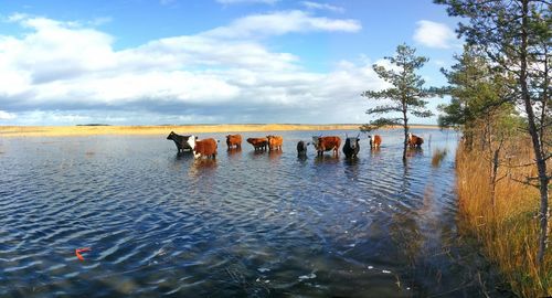 Cows standing in lake against cloudy sky