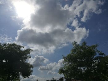 Low angle view of tree against sky