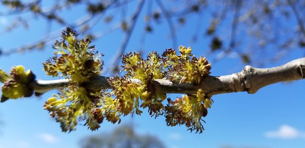 Low angle view of flowering plant against sky