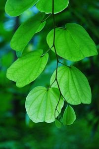 Close-up of green leaves