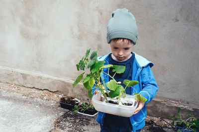 Child holding a container with pots of cucumber seedlings. son helps the family in the garden. 