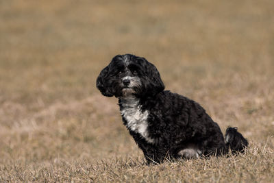 Dog looking away on field