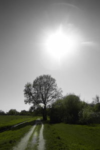 Trees on field against sky