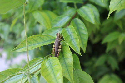 Close-up of insect on leaf