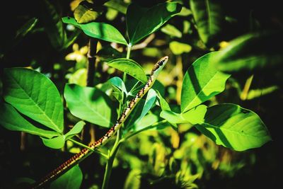 Close-up of insect on leaf